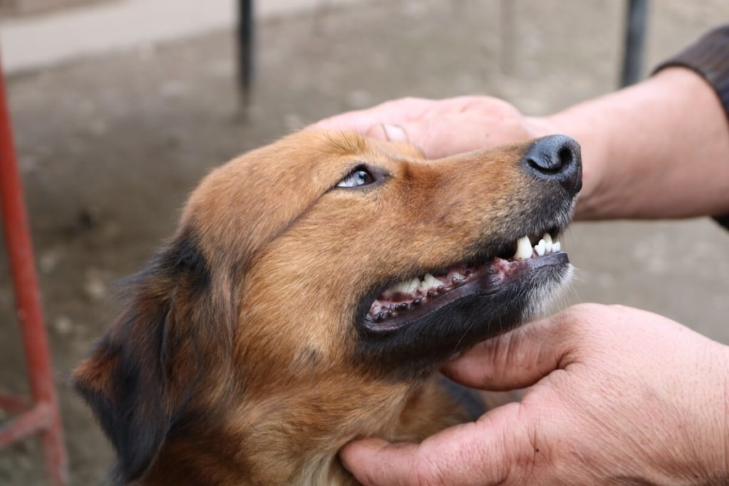 limpiar dientes a mi perro