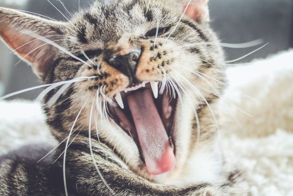 gato adulto