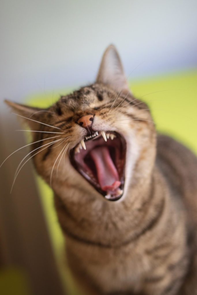 gatos bola de pelos
