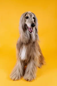 perro pelo largo