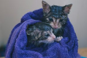 baños para gatos bucaramanga