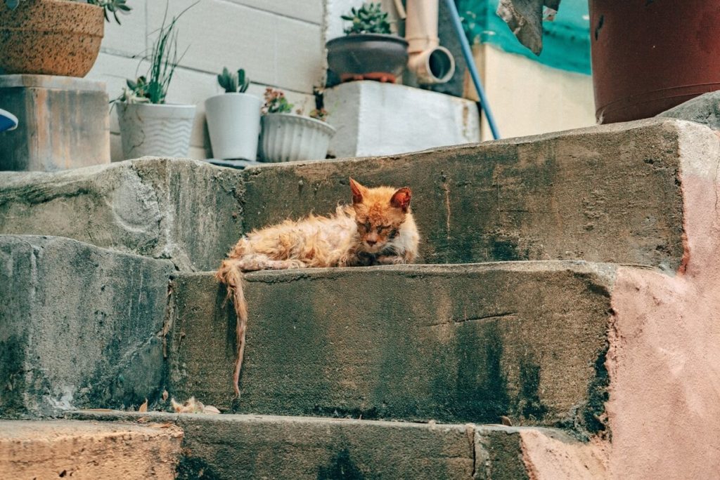 ¿Cómo puedo eliminar los parásitos de mi gato?