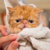 bañar mi gato por primera vez