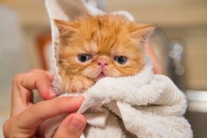 bañar mi gato por primera vez