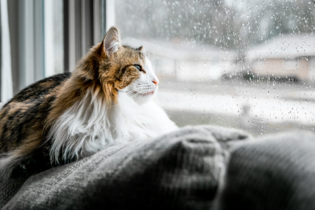 gato de pelo largo