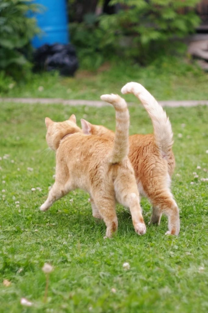 gatos adultos vacunas