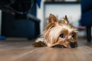 yorky peluqueria canina