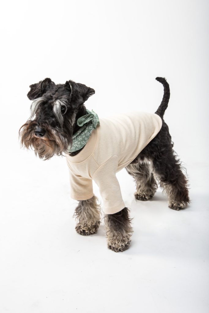 snautzer peluqueria perros