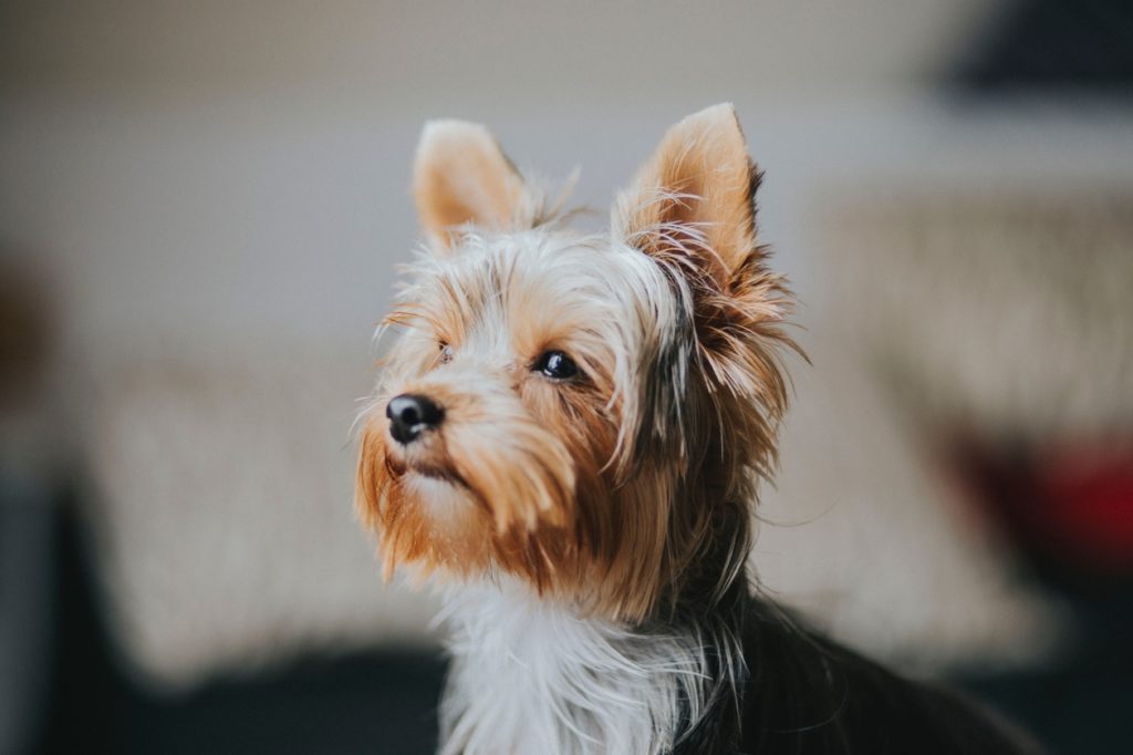 yorkshire terrier cachorro