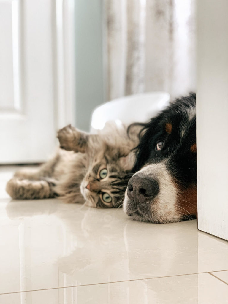 mascotas en apartamento