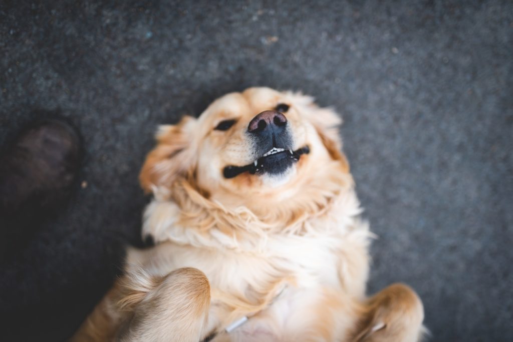 perro con garrapatas