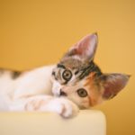 primera vacuna de mi gato