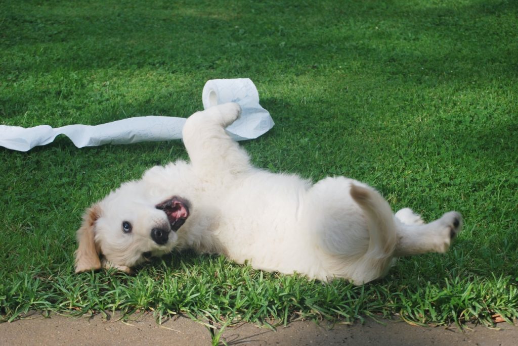 perro rascandose
