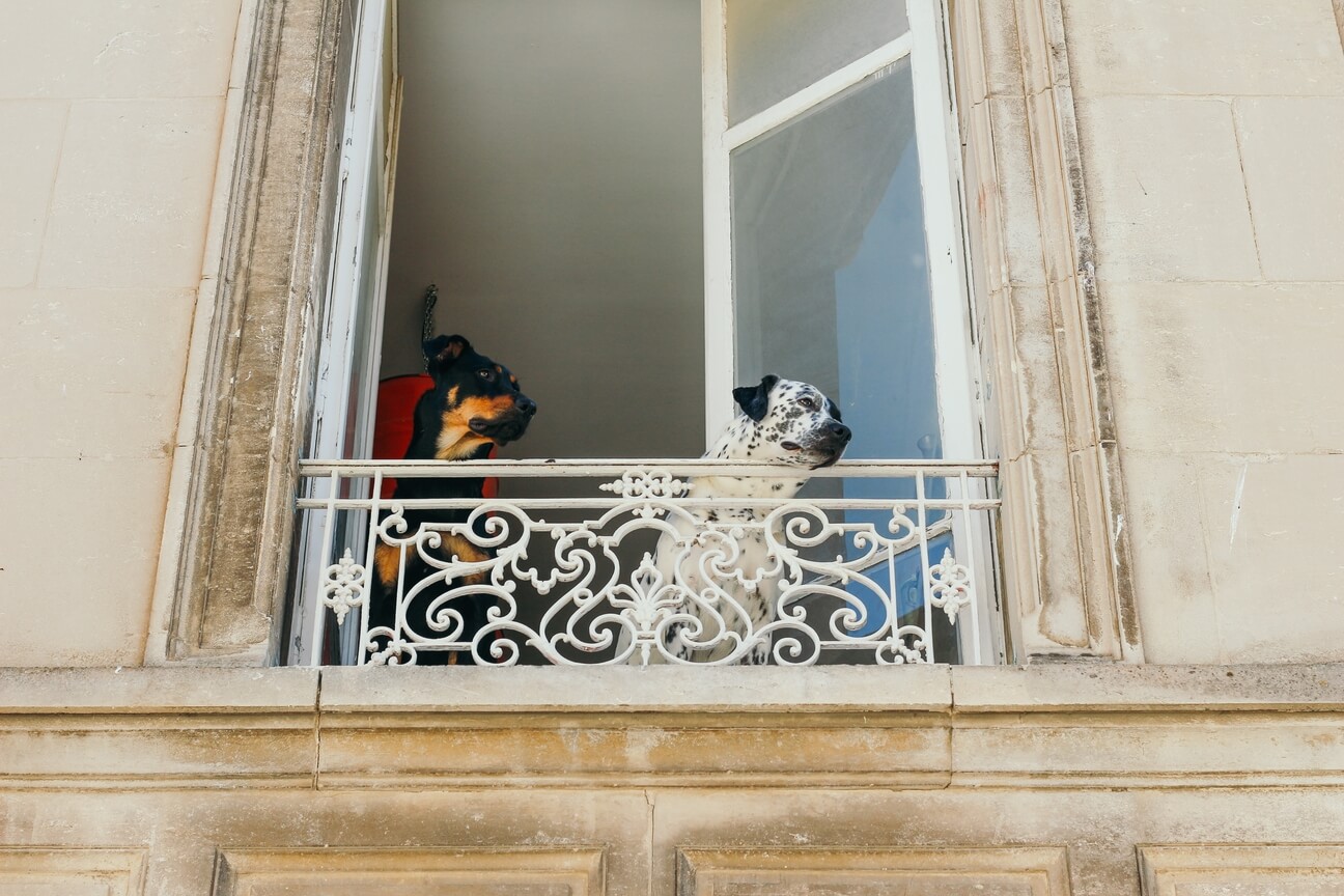 perros en edificio