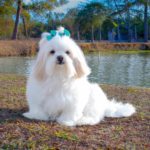 ¿Cómo puedo mantener a mi perro saludable?