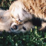 Descubre las novedades en la Ley de Protección de los Derechos de Animales