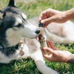 ¿Qué es el cannabis CBD y cómo puede beneficiar a mi mascota?
