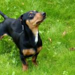 Razas de perros famosos
