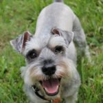 Cortes de pelo comunes para perros schnauzer